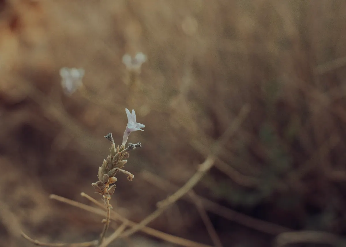 Landscape photograph — Frame 27